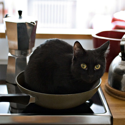 En svart katt i köket