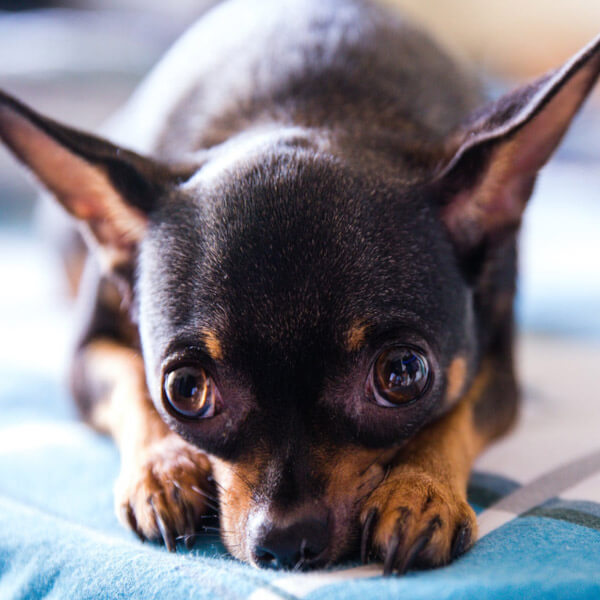 Un pequeño Chihuahua