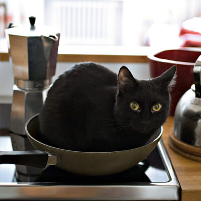 Un gato negro de visita en la cocina